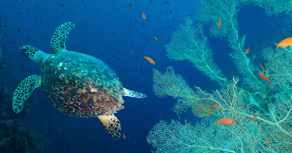 Le congr�s mondial de la nature s'ach�ve sur un bilan en demi-teinte