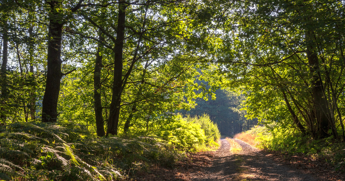 La surtaxation des forêts françaises joue contre l'environnement