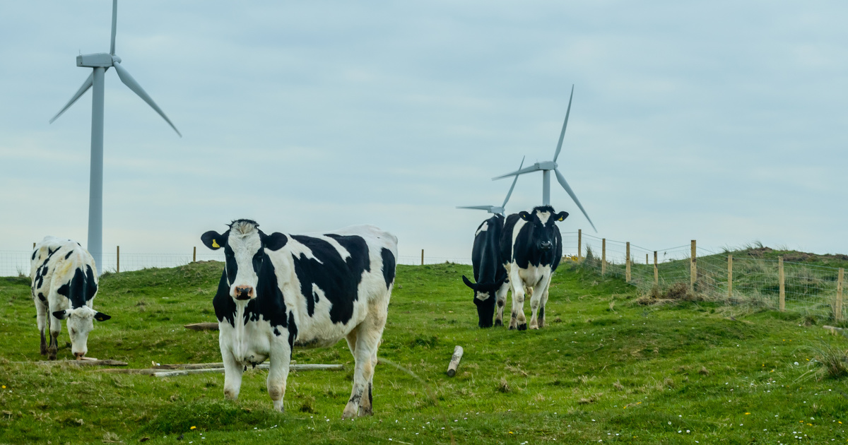 Impact de l'éolien sur les élevages : le lien s'éloigne pour les fermes de Nozay
