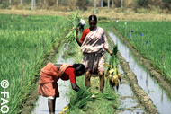 La FAO propose de rémunérer les agriculteurs pour protéger l'environnement
