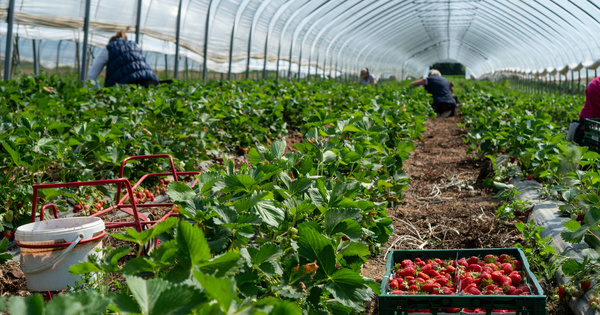 Face aux difficult�s, l'agriculture biologique plie mais ne rompt pas