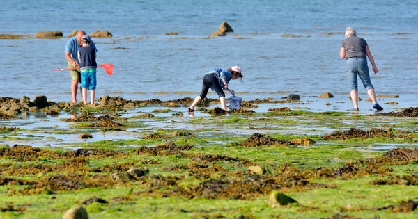Des propositions pour une autre gouvernance des algues vertes en Bretagne