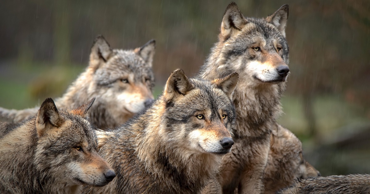 Avec plus de 900 loups, les organisations agricoles réclament des tirs de défense supplémentaires