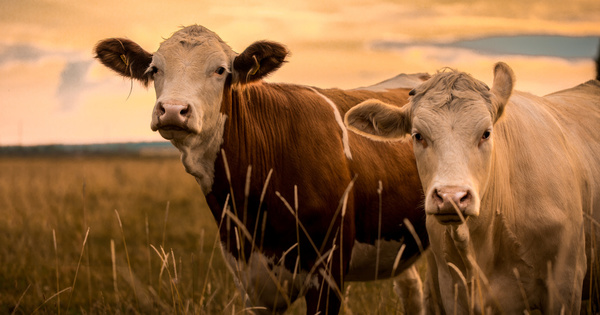 PSN�: les derniers arbitrages du minist�re de l'Agriculture