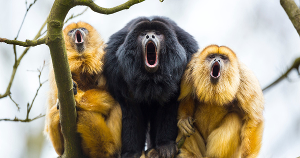 Le d�clin des populations d'animaux vert�br�s s'aggrave, selon le WWF