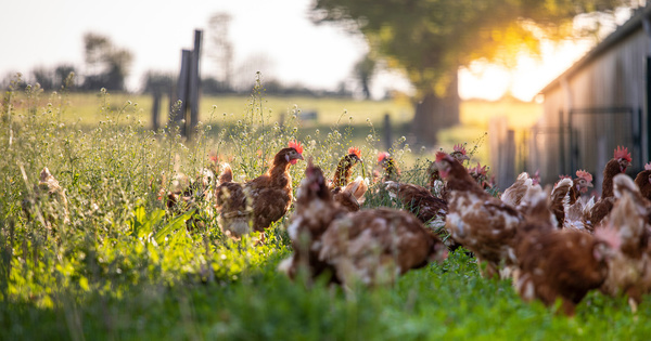 Lutte contre l'antibiorésistance : l'évolution des élevages comme prochaine étape ?