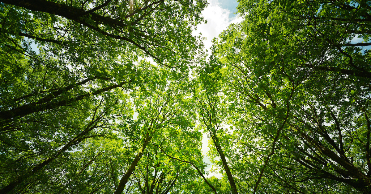 Assises de la forêt et du bois, un premier point d‘étape des mesures prévues