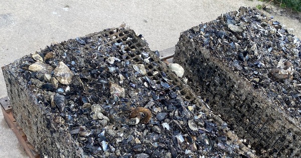 À Montpellier, des coquilles d'huîtres se transforment en béton