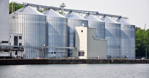 OGM�: les recommandations de l'Anses pour �viter les contaminations accidentelles
