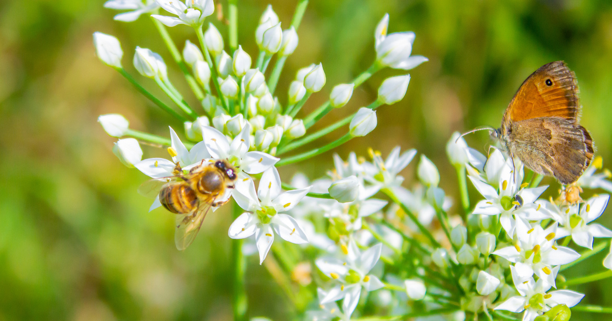Pacte en faveur des pollinisateurs : la Commission attendue au tournant sur les pesticides