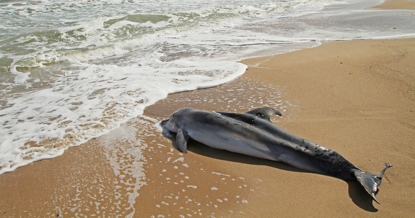 Captures de dauphins : le Conseil d'État appelé à imposer des mesures plus musclées 