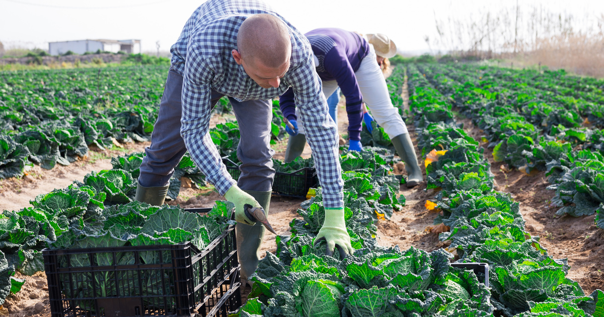 Agriculture biologique : le Gouvernement propose une aide « insuffisante » selon la filière