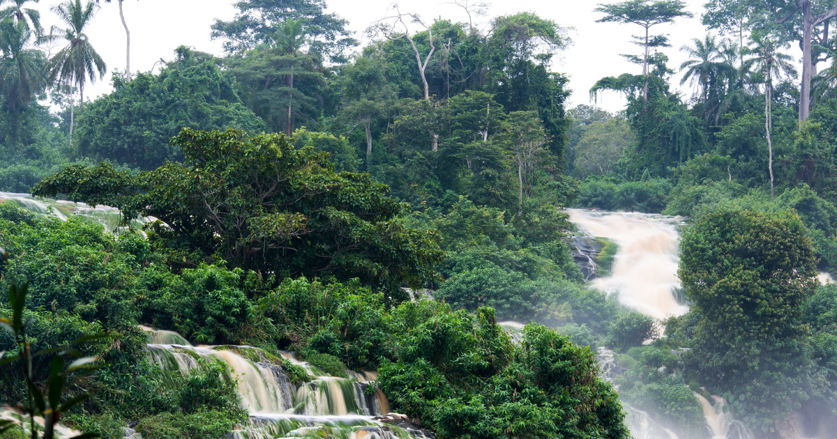 De timides amorces de solutions pour préserver les forêts tropicales