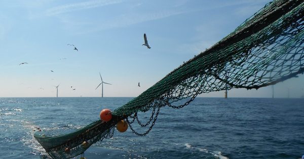 Éolien en mer : le consortium mené par EDF exploitera le premier parc de Centre Manche