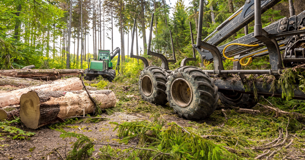 Les entreprises de travaux forestiers s'estiment bridées par une police de l'environnement trop zélée