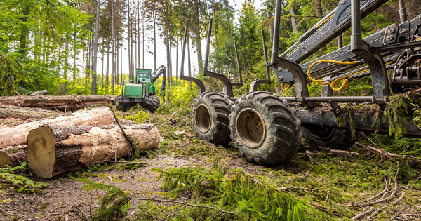 Les entreprises de travaux forestiers s'estiment brid�es par une police de l'environnement trop z�l�e
