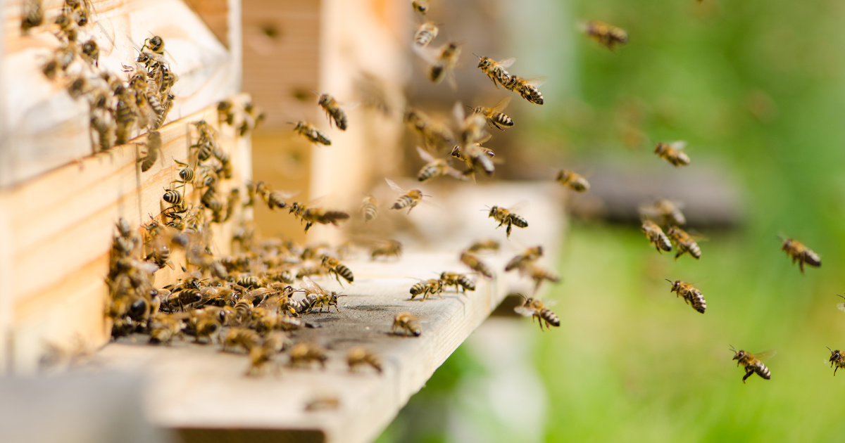 Tests de toxicité des pesticides sur les abeilles : le protocole révisé est publié