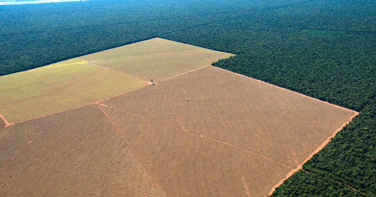 Déforestation importée : la nouvelle législation européenne entre en vigueur