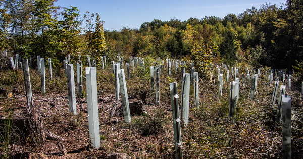 Forêts françaises : l'Académie des sciences pointe les faiblesses de ce puits de carbone