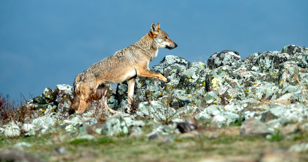 Loup�: une population en l�g�re baisse, une pr�dation stable sur le plan national