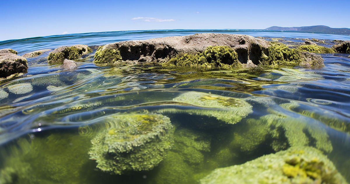 Cyanobactéries : les impasses d'une solution unique