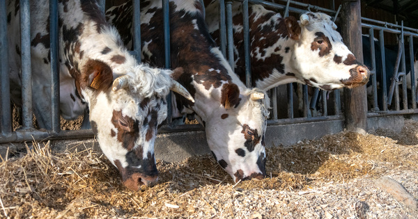 Agriculture et alimentation�: le diagnostic du Haut Conseil pour le climat