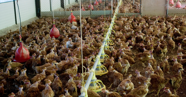 Des �levages intensifs vont �chapper � l'�valuation environnementale syst�matique