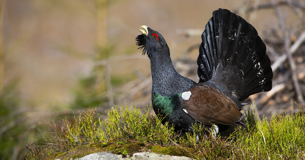 Le projet de l�cher de grands t�tras dans les Vosges divise les naturalistes