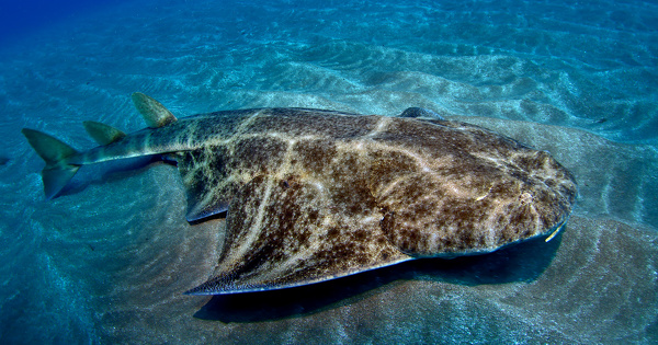 La biodiversit� en mer M�diterran�e, une richesse pleine de nuances