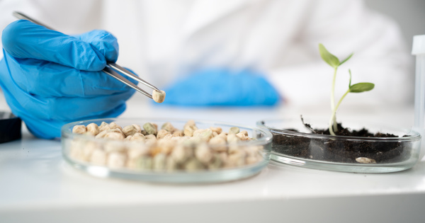 Nouveaux OGM�: l'Efsa balaie les inqui�tudes de l'Anses