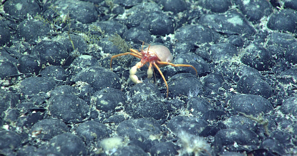 Exploitation mini�re des fonds marins�: une victoire en demi-teinte pour les opposants