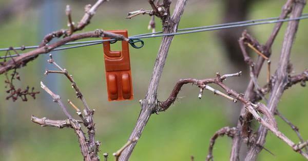 Biocontr�le�: les jalons � franchir pour accro�tre leur usage