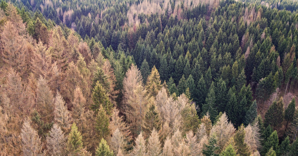 L'ONF ne pourra affronter seul les charges li�es au changement climatique