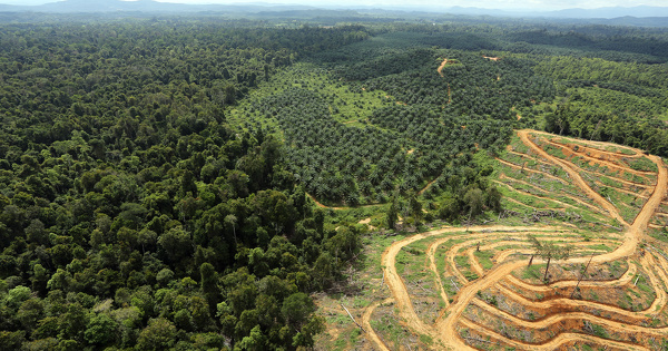 D�forestation import�e�: la Commission europ�enne repousse � 2026 l'application du r�glement