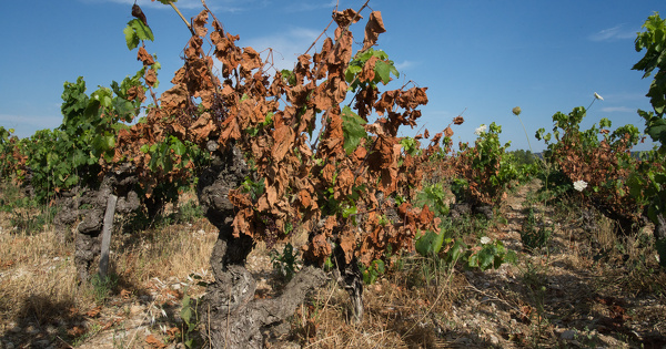 Plan d'adaptation�: peu de mesures concr�tes pour l'agriculture