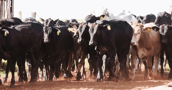 Mercosur�: une bombe � retardement amorc�e il y a 25�ans