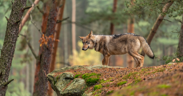 Le loup perd son statut d'esp�ce strictement prot�g�e en Europe