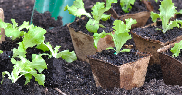Produits biosourc�s�: l'Ademe rappelle les fondamentaux