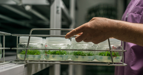 Nouveaux OGM�: le Conseil adopte sa position, place au trilogue