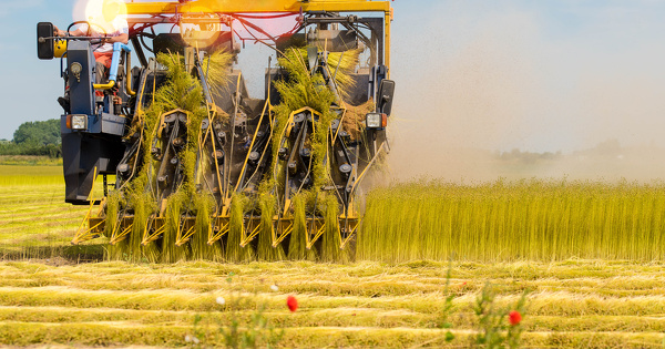 Combustion de biomasse agricole : surmonter les freins techniques pour profiter du gisement 