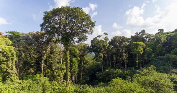 Pr�servation et gestion de la for�t guyanaise�: le constat alarmant de la Cour des comptes