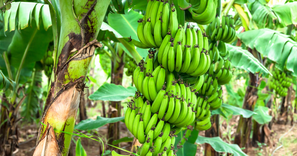 La justice fran�aise appel�e � trancher le sort des victimes de pesticides au Nicaragua