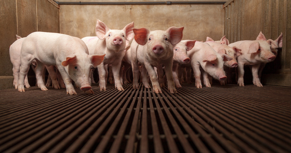 Le Gouvernement souhaite sortir les �levages de la l�gislation des installations class�es