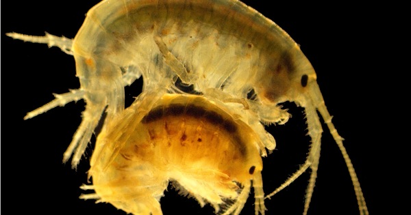 Biosurveillance (1/2)�: un outil � d�brider