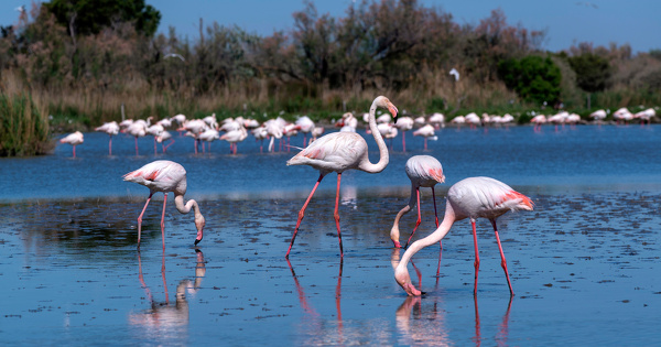 Esp�ces menac�es�: des actions de restauration spectaculaires sont possibles, selon le WWF