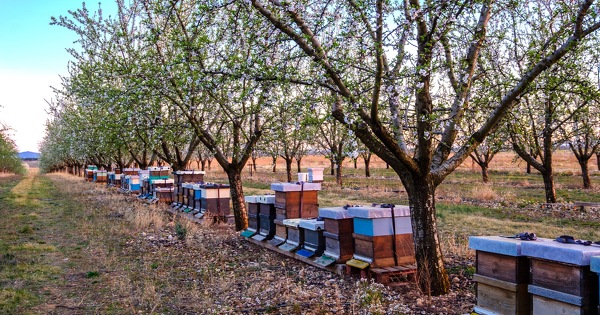 Alternatives aux pesticides�: l'association Contrat de solutions appelle � la massification