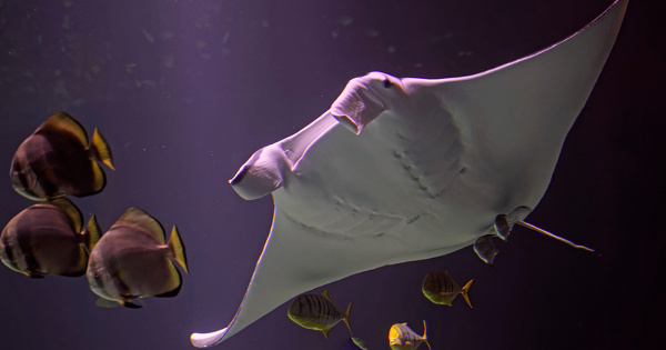 Commerce international d'esp�ces menac�es�: la COP20 obtient des avanc�es tangibles