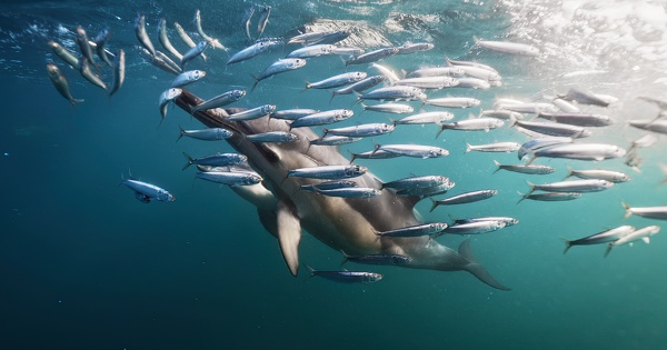 L'augmentation des captures accidentelles de dauphins s'explique par le changement climatique