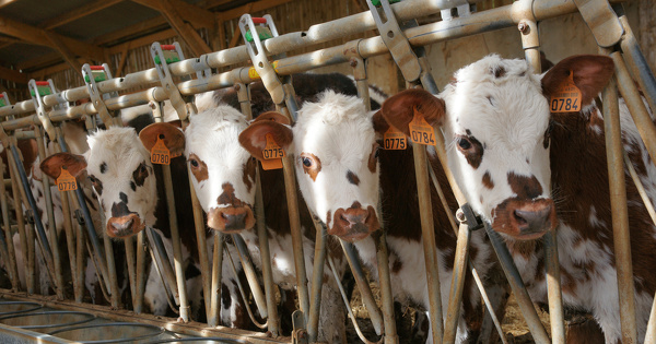 Le Gouvernement all�ge la r�glementation ICPE applicable aux �levages