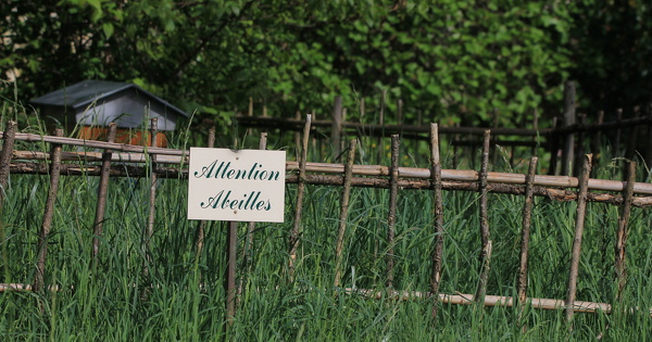 L'hypoth�se d'une r�introduction des n�onicotino�des par une loi Duplomb 2 suscite des craintes